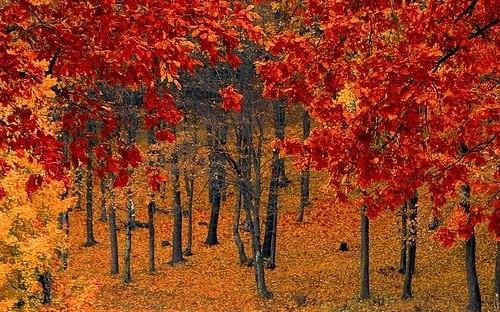 Red tree forest.
